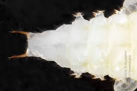 Attēlu rezultāti vaicājumam “Bolitophagus reticulatus larva”