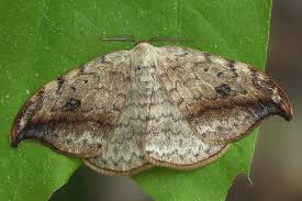 Attēlu rezultāti vaicājumam “Drepana falcataria”