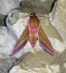 Attēlu rezultāti vaicājumam “Pandemis cinnamomeana female”