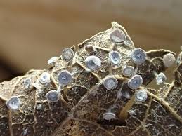 Attēlu rezultāti vaicājumam “Diderma hemisphaericum macro”