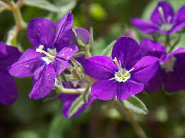 Image result for Legousia speculum-veneris