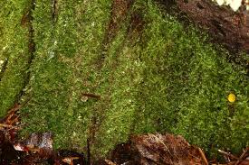 Attēlu rezultāti vaicājumam “Pseudotaxiphyllum elegans”