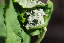 Attēlu rezultāti vaicājumam “Celypha siderana”