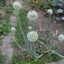 Attēlu rezultāti vaicājumam “Allium cepa flower”