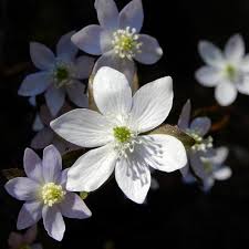 Attēlu rezultāti vaicājumam “Hepatica nobilis flower”