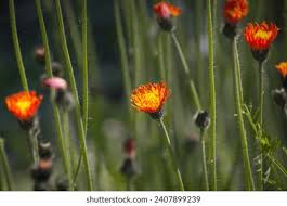Image result for Hieracium aurantiacum