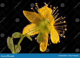 Attēlu rezultāti vaicājumam “Hypericum maculatum”