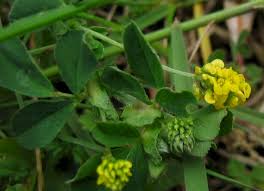 Attēlu rezultāti vaicājumam “Medicago lupulina”