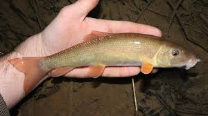 Image result for Catostomus commersonii