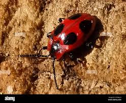 Attēlu rezultāti vaicājumam “Endomychus coccineus”