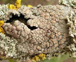 Attēlu rezultāti vaicājumam “Lecanora chlarotera”