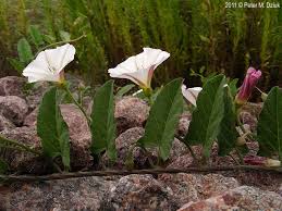 Attēlu rezultāti vaicājumam “Convolvulus arvensis flower”