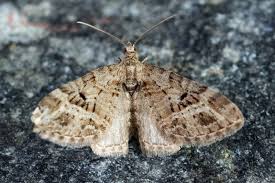 Attēlu rezultāti vaicājumam “Eupithecia exiguata”