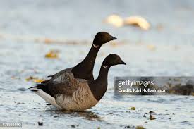 Attēlu rezultāti vaicājumam “Branta bernicla”