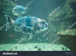 Image result for Cymatoceps nasutus