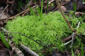 Attēlu rezultāti vaicājumam “Eurhynchium praelongum”