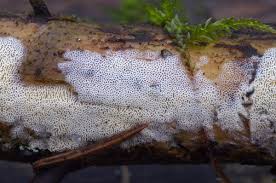 Attēlu rezultāti vaicājumam “Trechispora mollusca”