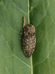 Attēlu rezultāti vaicājumam “Agrypnus murinus”