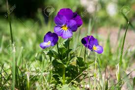 Image result for Viola wittrockiana