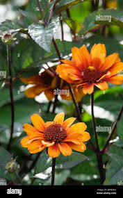 Image result for Heliopsis scabra