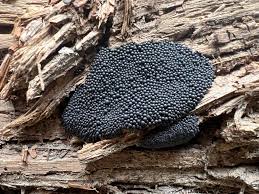 Attēlu rezultāti vaicājumam “Tubifera montana young”