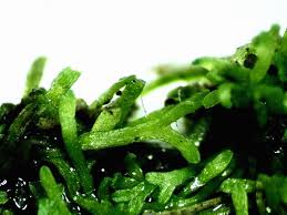 Attēlu rezultāti vaicājumam “Riccia canaliculata”