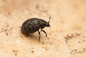 Attēlu rezultāti vaicājumam “Cytilus sericeus”