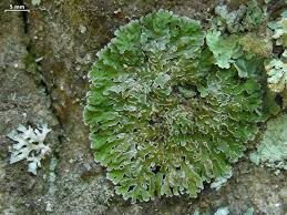 Attēlu rezultāti vaicājumam “Physconia detersa”