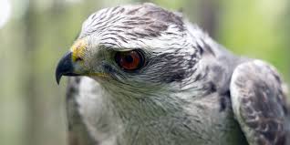 Image result for Goshawks G C