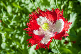 Image result for Papaver somniferum