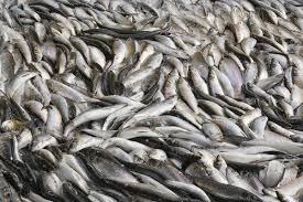 Image result for Clupea pallasii