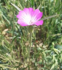 Image result for Kornrade