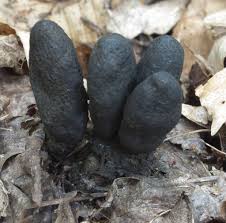 Attēlu rezultāti vaicājumam “Xylaria polymorpha”