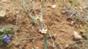Attēlu rezultāti vaicājumam “Polygonum arenastrum flower”