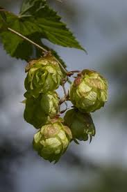 Attēlu rezultāti vaicājumam “Humulus lupulus”