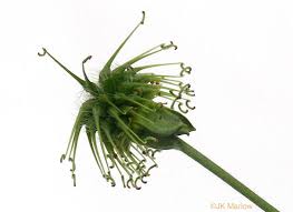 Attēlu rezultāti vaicājumam “Galium schultesii fruit”