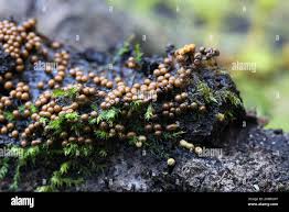 Attēlu rezultāti vaicājumam “Trichia varia macro”