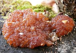 Attēlu rezultāti vaicājumam “Exidia cartilaginea”