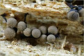 Attēlu rezultāti vaicājumam “Cribraria piriformis macro”