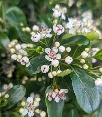 Attēlu rezultāti vaicājumam “Aronia melanocarpa flower”