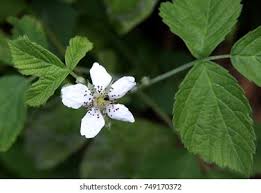 Attēlu rezultāti vaicājumam “Rubus caesius flower”