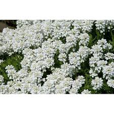 Image result for Schleifenblume