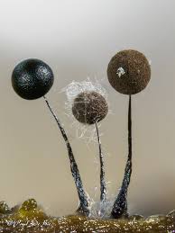 Attēlu rezultāti vaicājumam “Lamproderma violaceum”