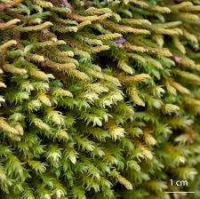 Attēlu rezultāti vaicājumam “Anomodon viticulosus”