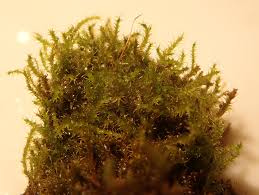 Attēlu rezultāti vaicājumam “Gymnostomum calcareum”