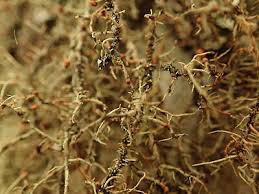 Attēlu rezultāti vaicājumam “Biatoropsis usnearum”