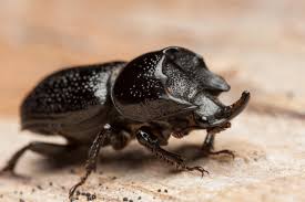 Attēlu rezultāti vaicājumam “Sinodendron cylindricum male”