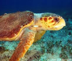 Image result for Caretta caretta