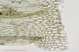 Attēlu rezultāti vaicājumam “Brachythecium salebrosum”