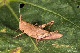 Attēlu rezultāti vaicājumam “Acrididae”